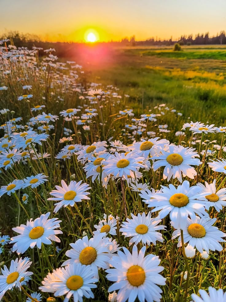 Daisy