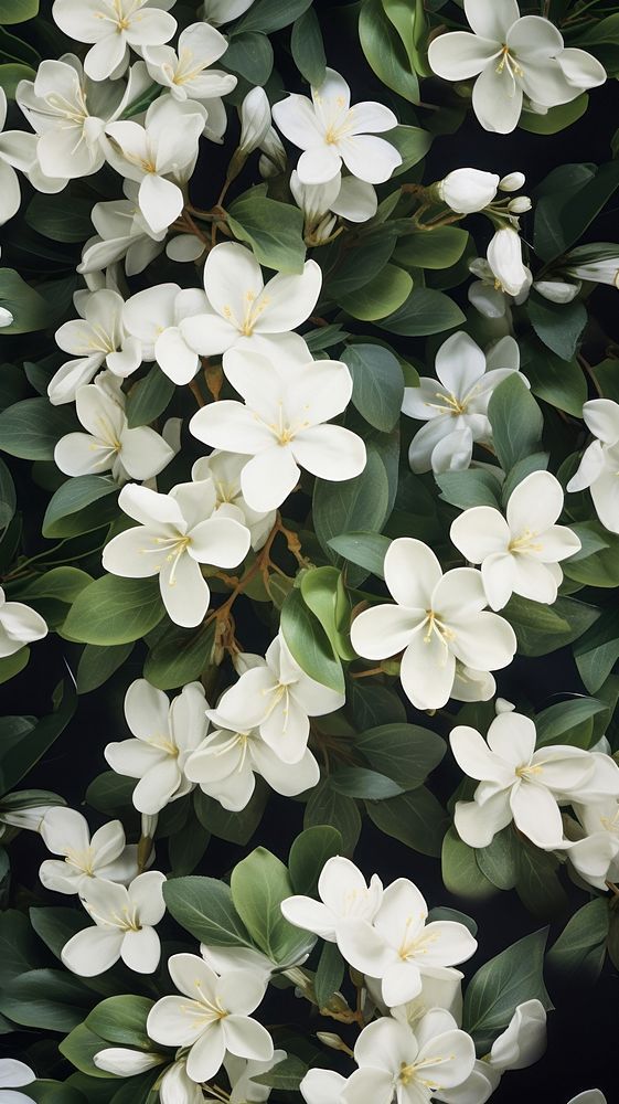 Jasmine