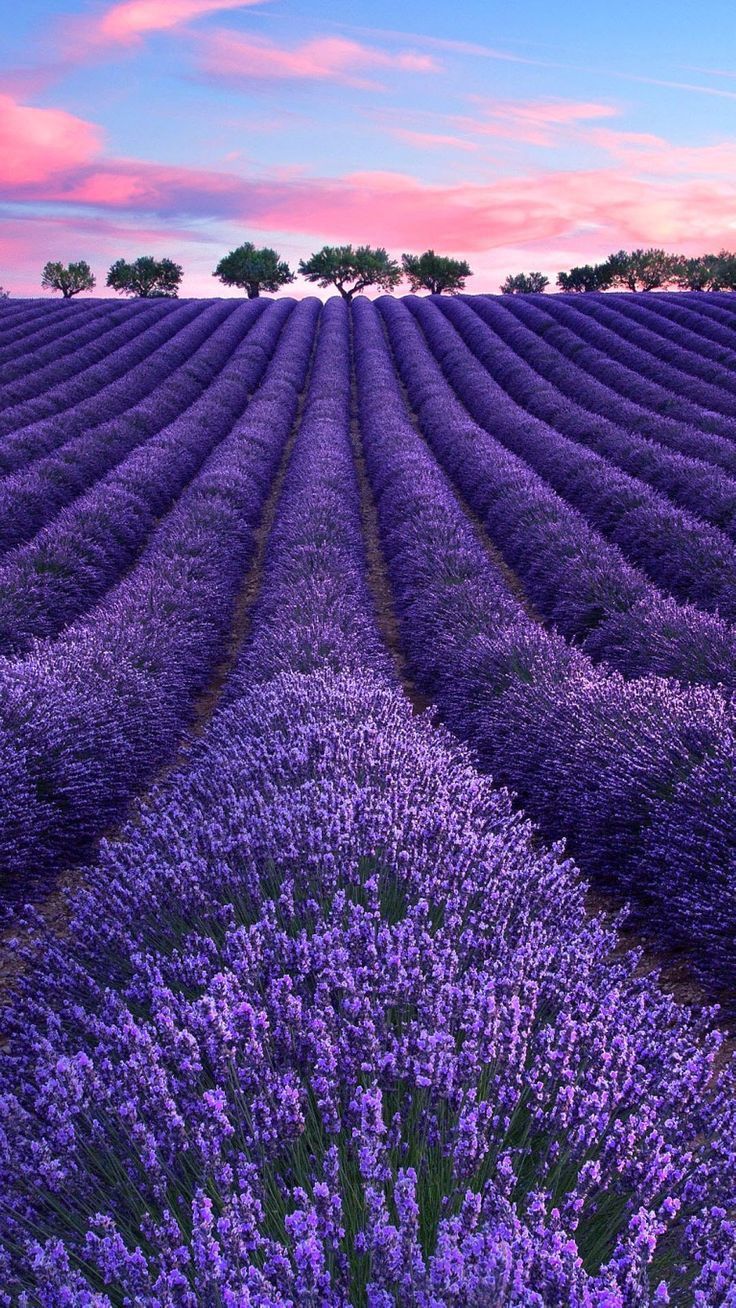 Lavender