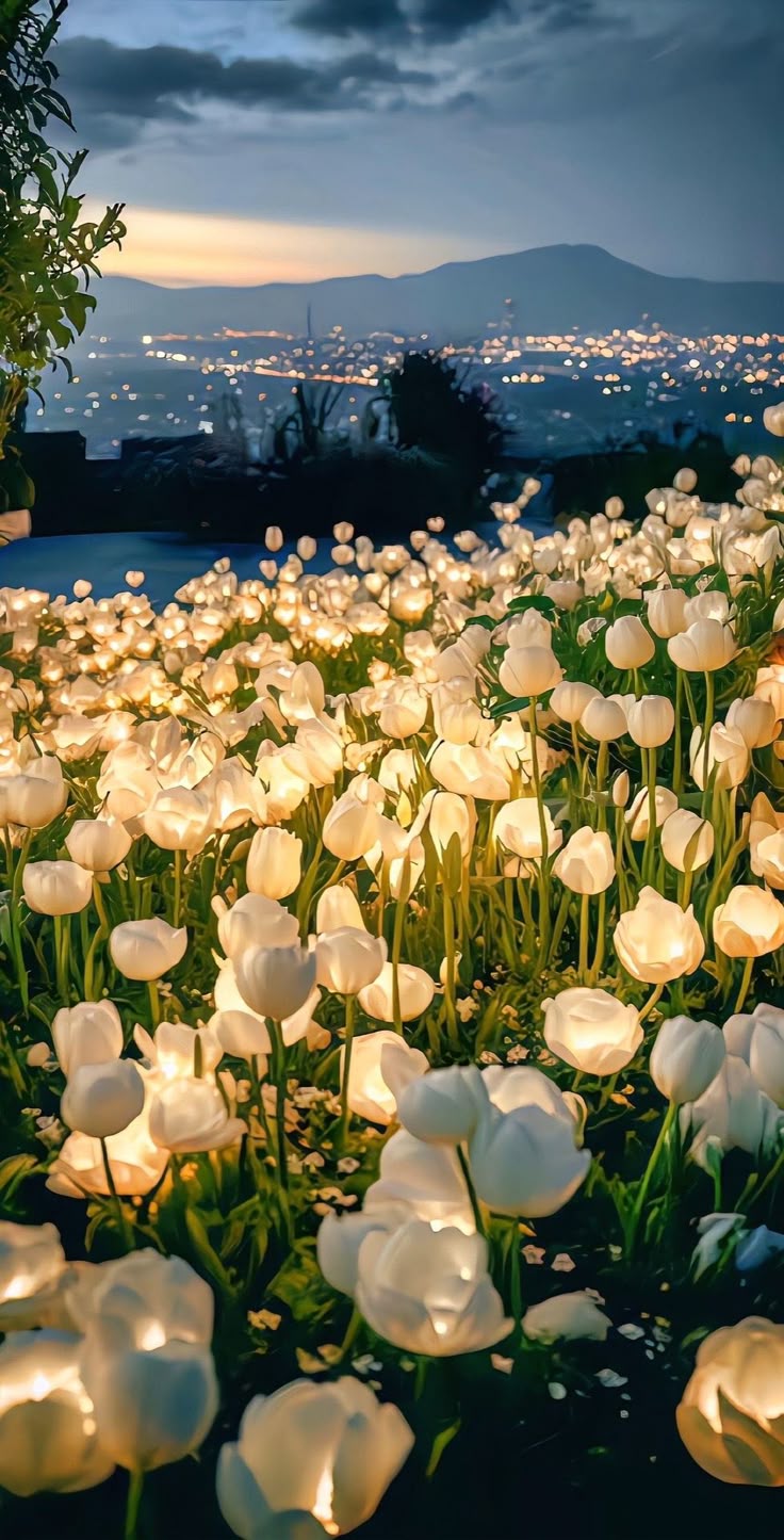 Tulip